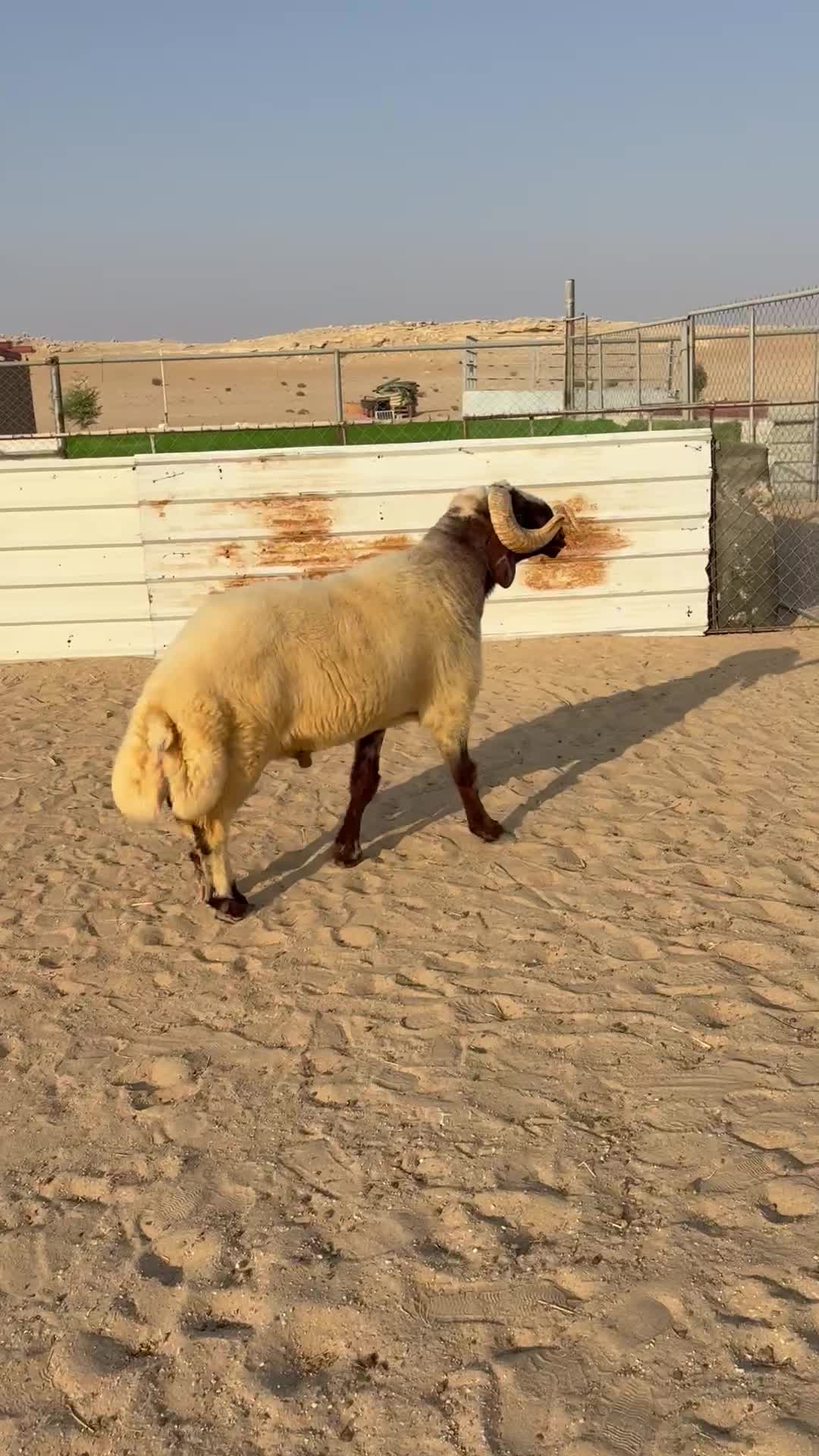 فحل صنف معرف  - 1