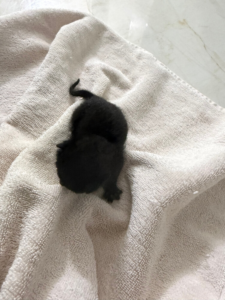 new born kitten need mother - 1