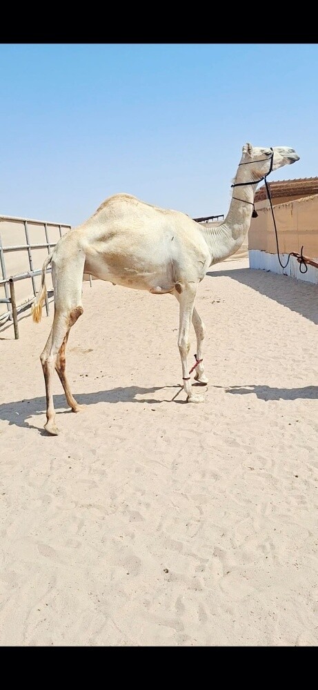 جذعه - 1