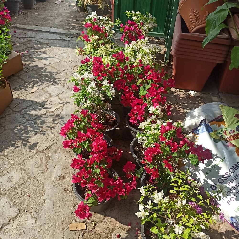 زراعه وديكور الحدائق - 7