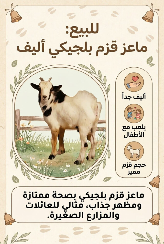الماعز القزم البلجيكي - 2
