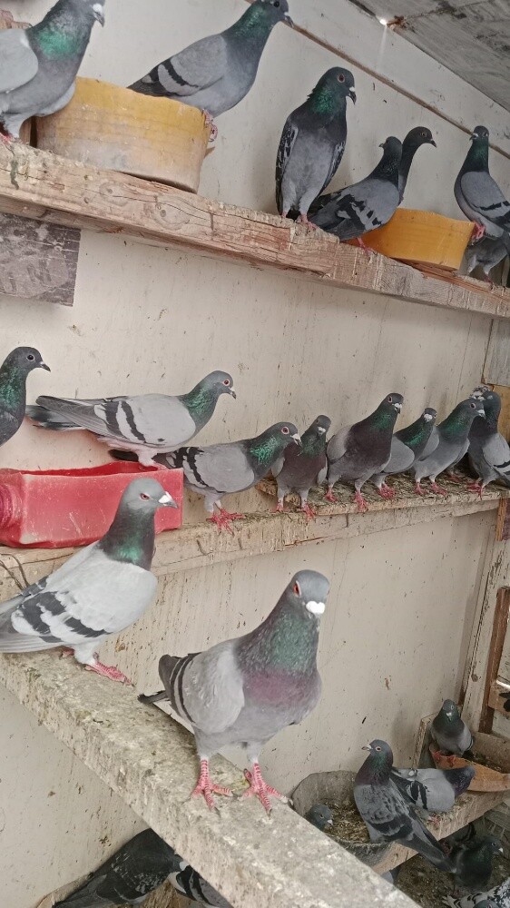 35توصل33151840 - 2