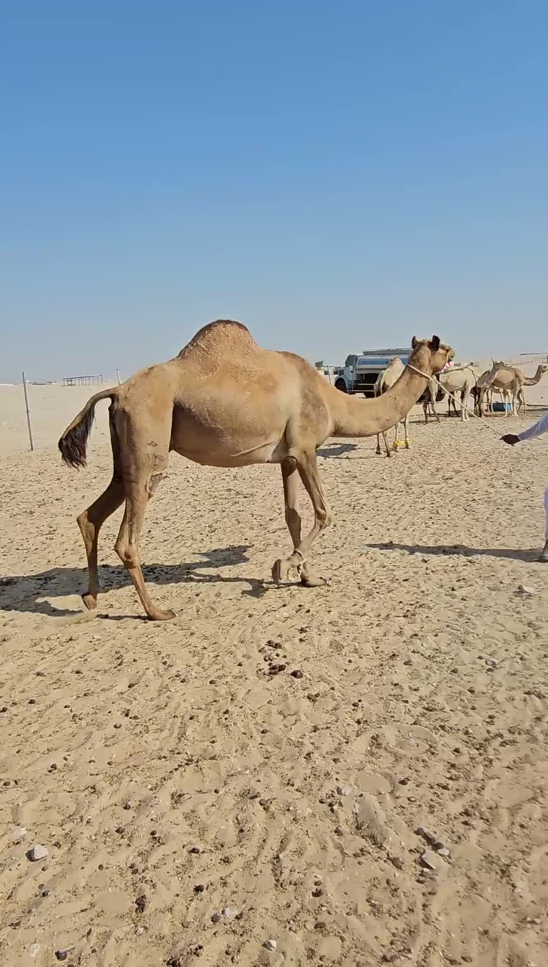 نشتري جميع انواع الحلال للبيع - 1
