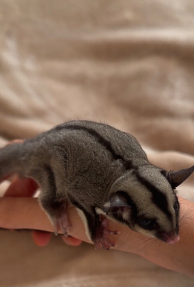 sugar glider for sale/his items - 1