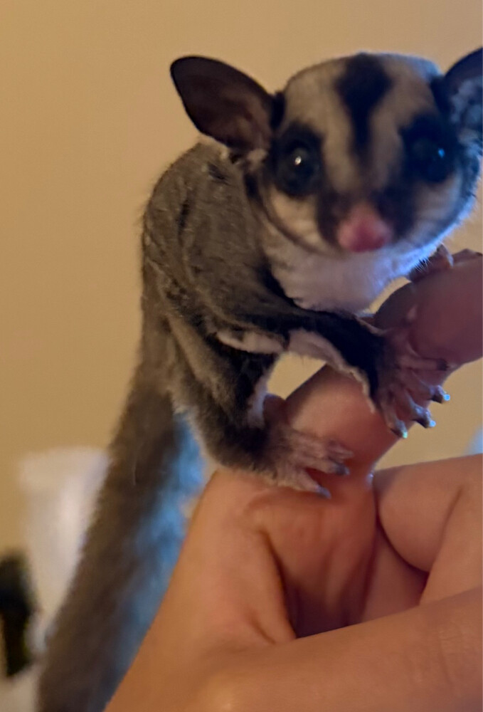 sugar glider for sale/his items - 2