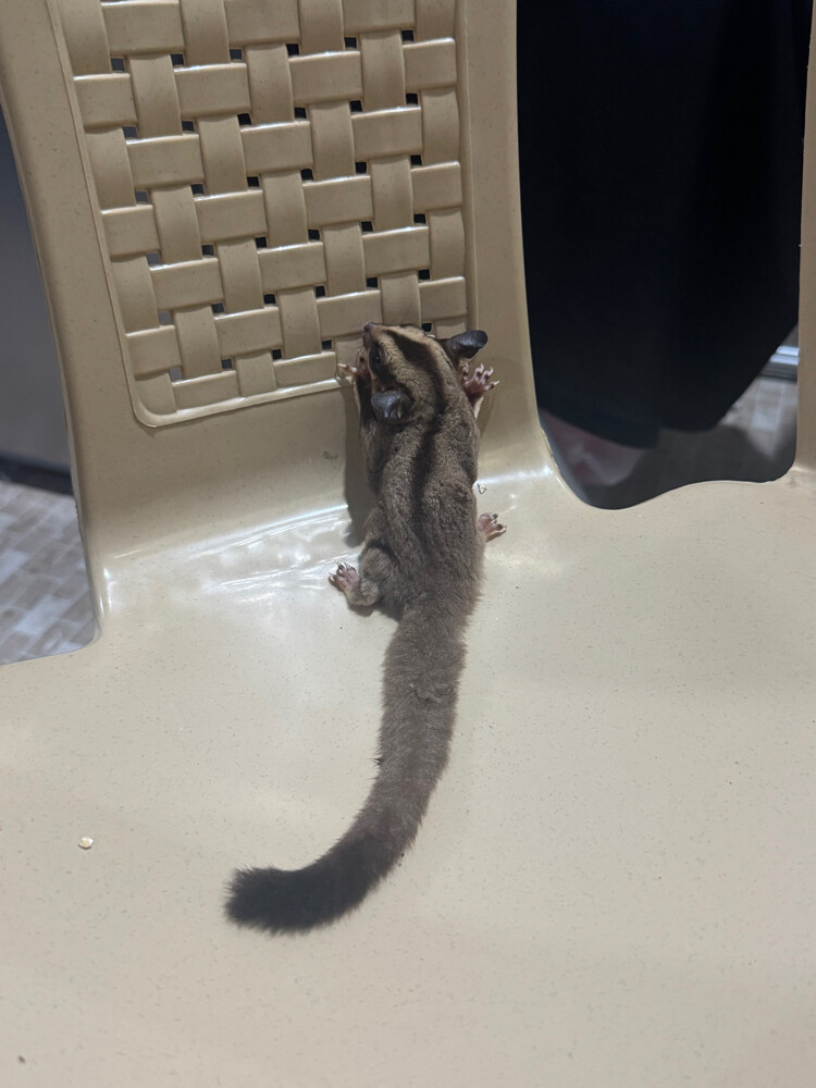 sugar glider - 5