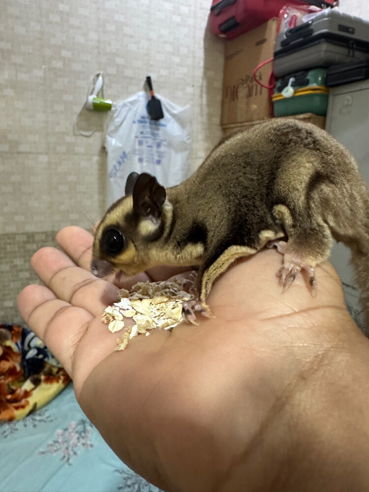 sugar glider - 2