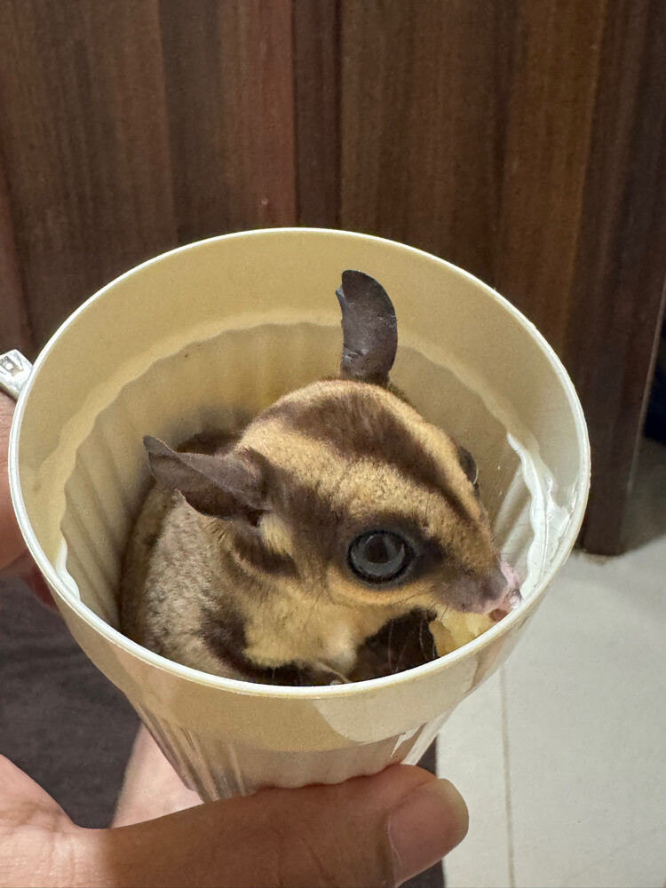 sugar glider - 1