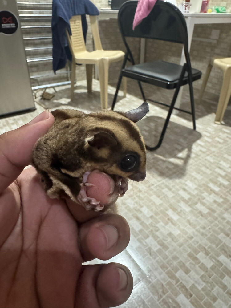sugar glider - 3