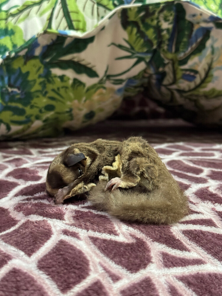 sugar glider - 4