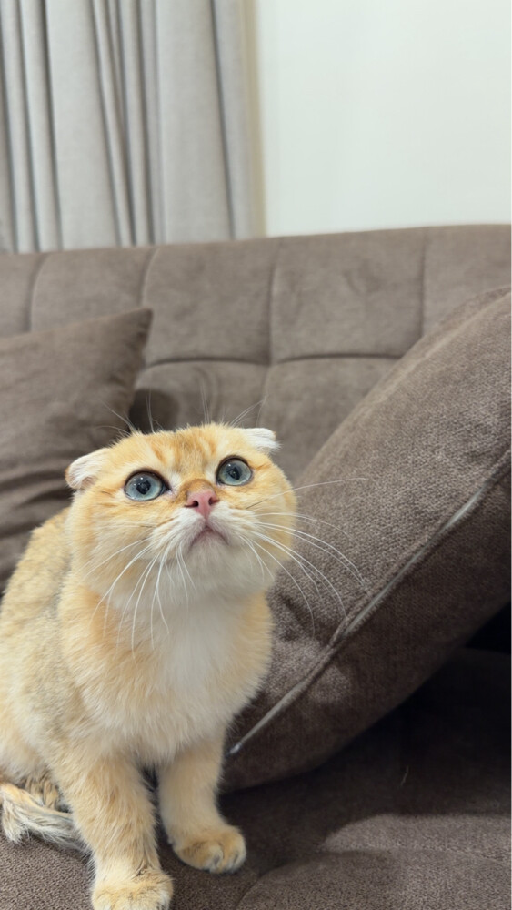 scotch  - 3