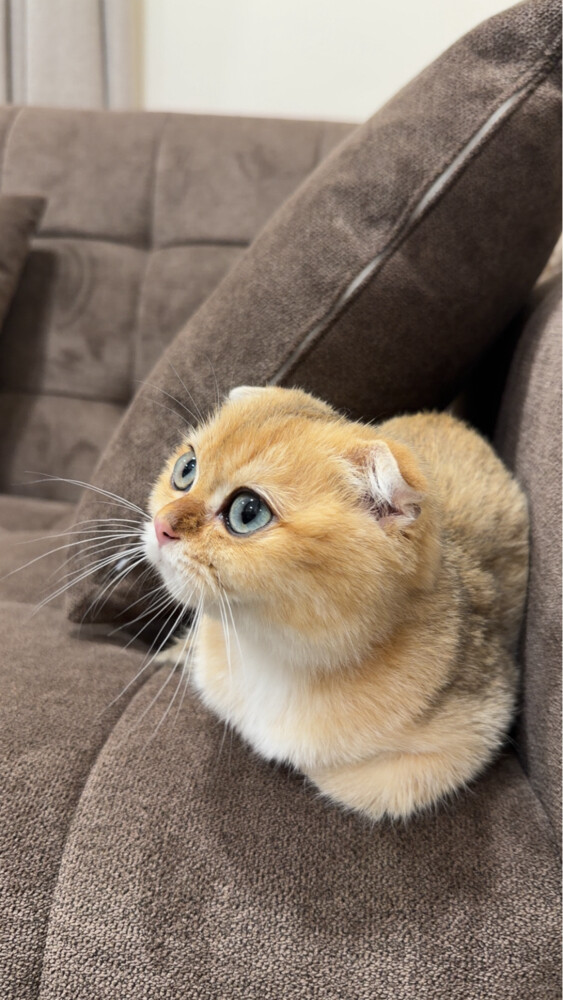 scotch  - 5