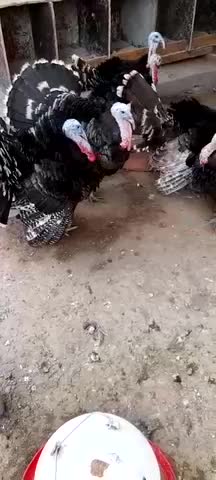 turky - 5