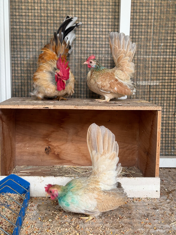 Japanese chicken couple 3 - 4