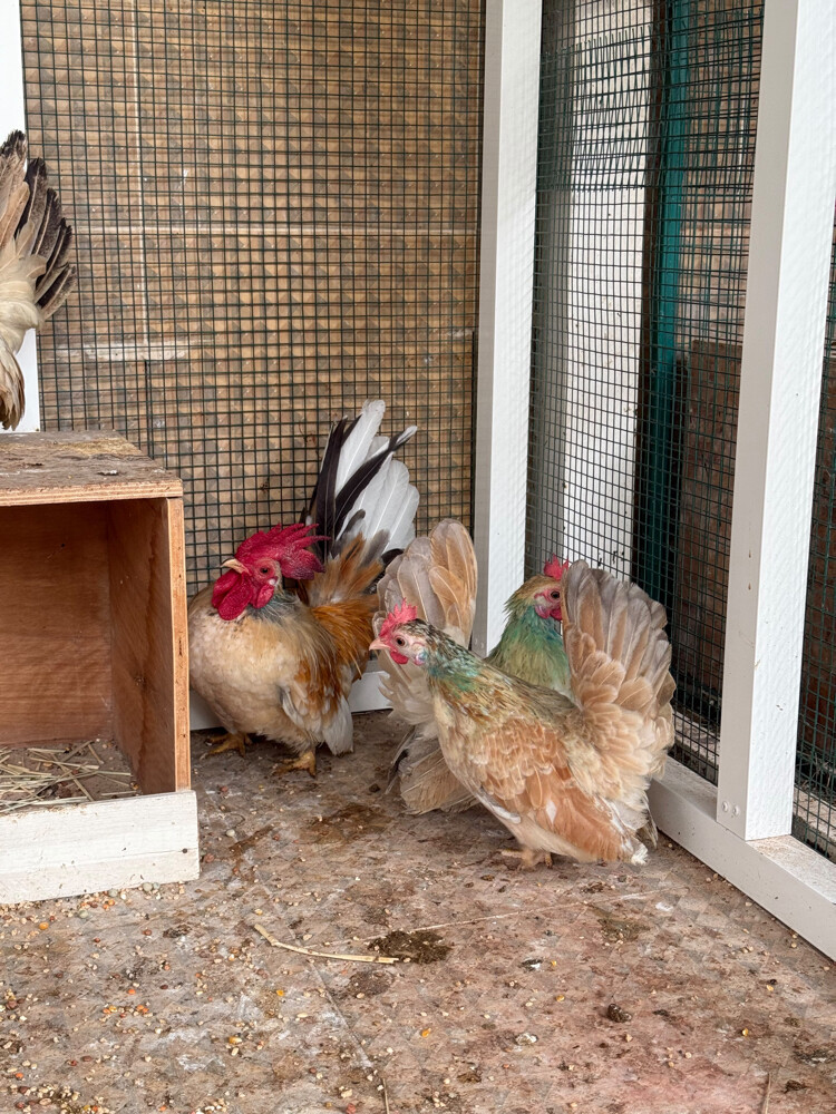 Japanese chicken couple 3 - 2