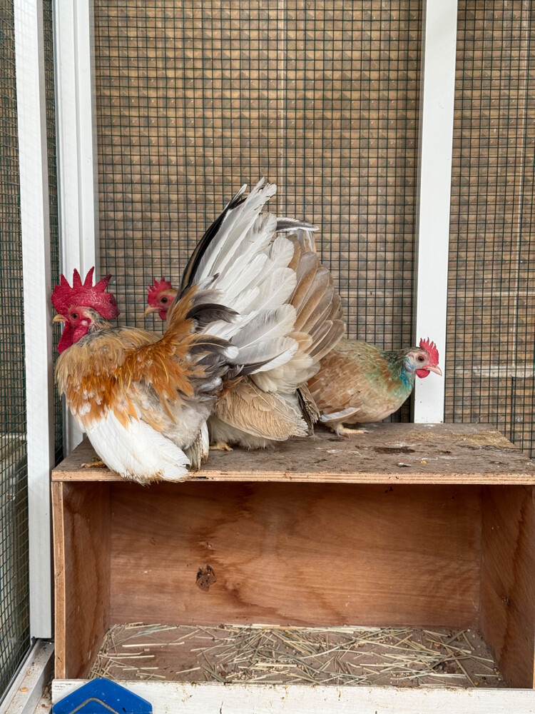 Japanese chicken couple 3 - 1