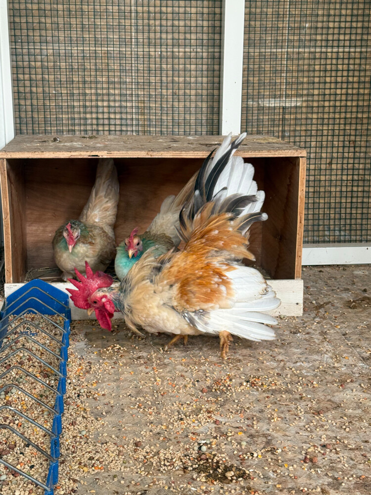 Japanese chicken couple 3 - 3