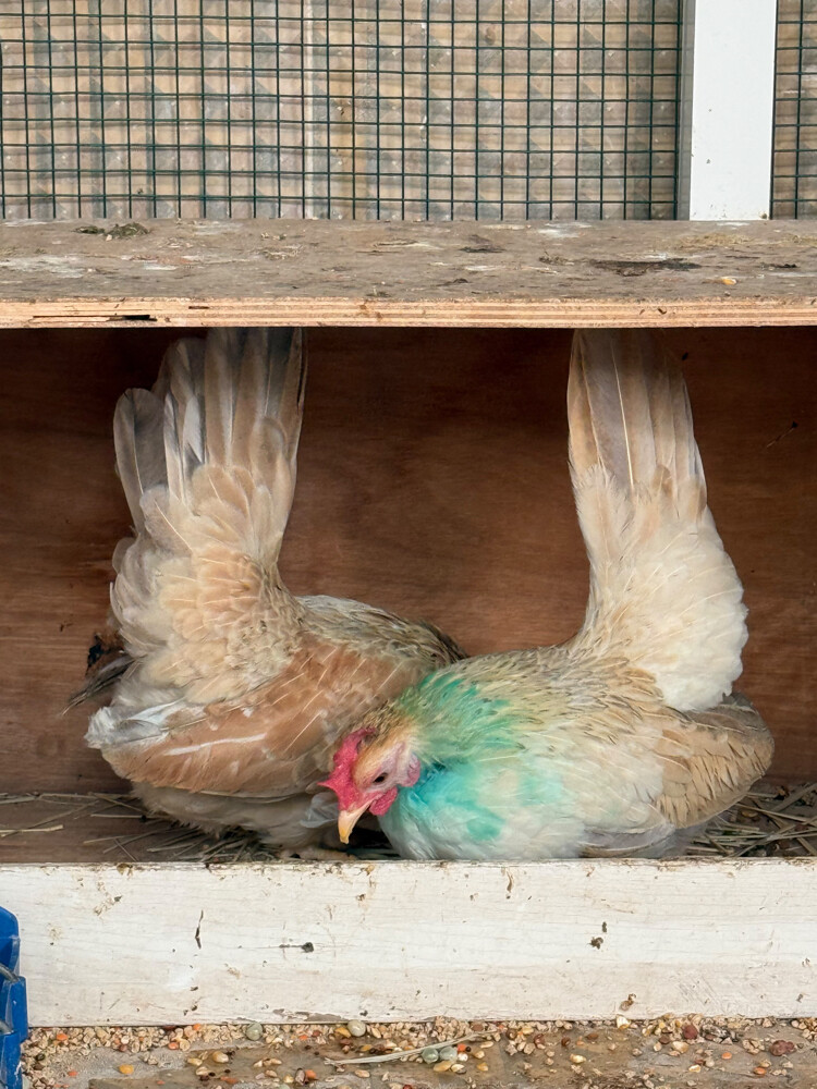 Japanese chicken couple 3 - 5