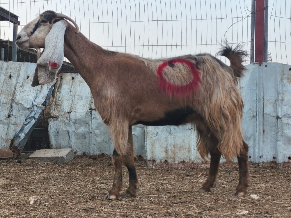 للبيع عنز عارضيه صفراء طيبه دفيع - 5