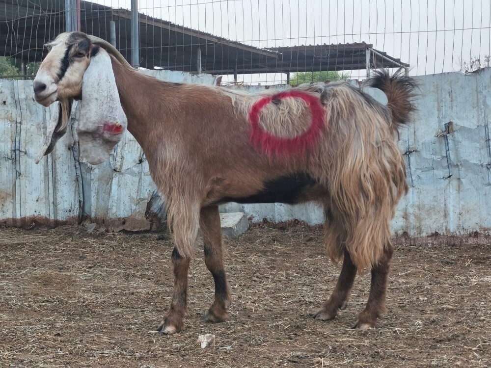 للبيع عنز عارضيه صفراء طيبه دفيع - 4