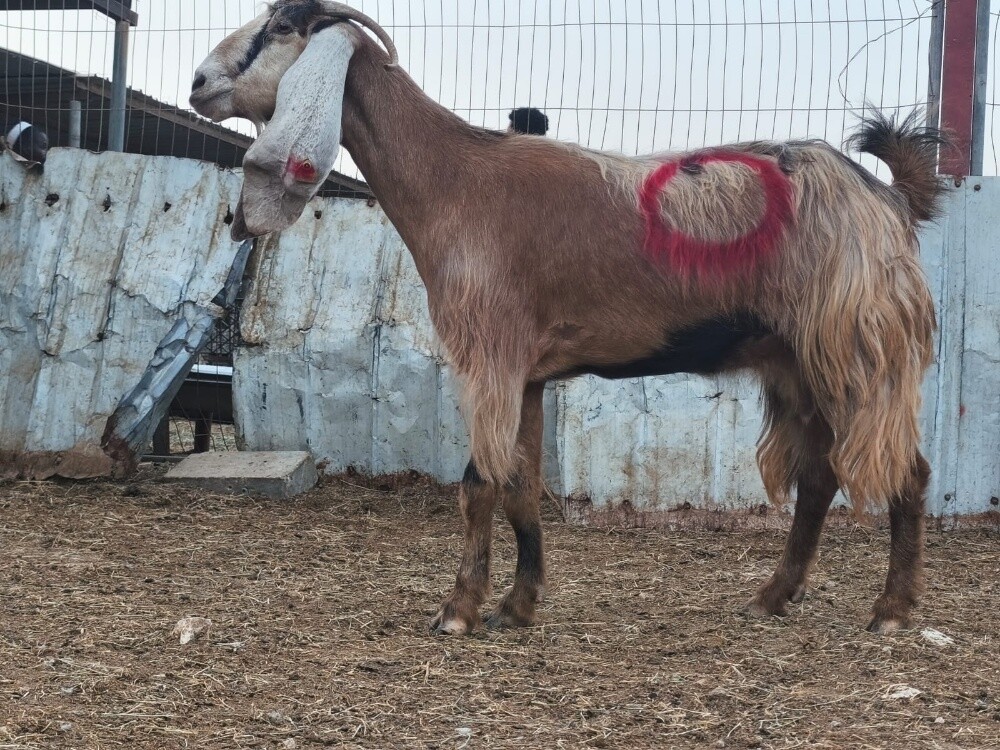 للبيع عنز عارضيه صفراء طيبه دفيع - 3