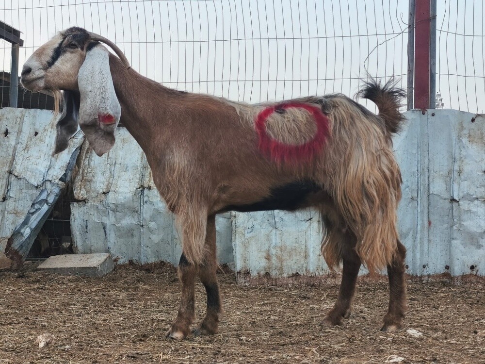 للبيع عنز عارضيه صفراء طيبه دفيع - 2