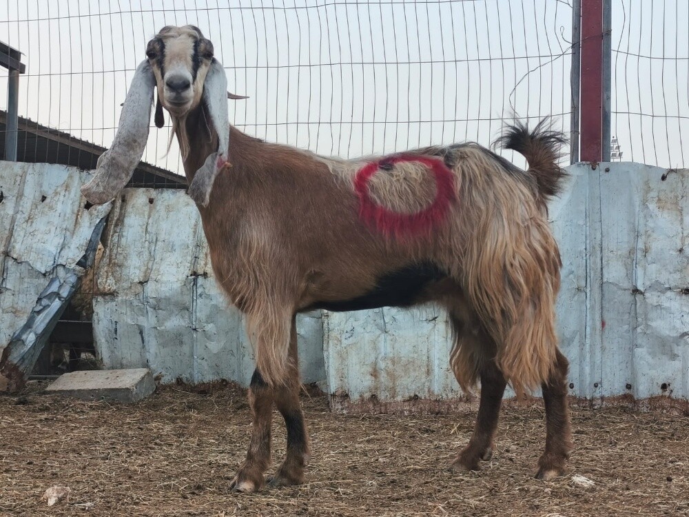 للبيع عنز عارضيه صفراء طيبه دفيع - 6
