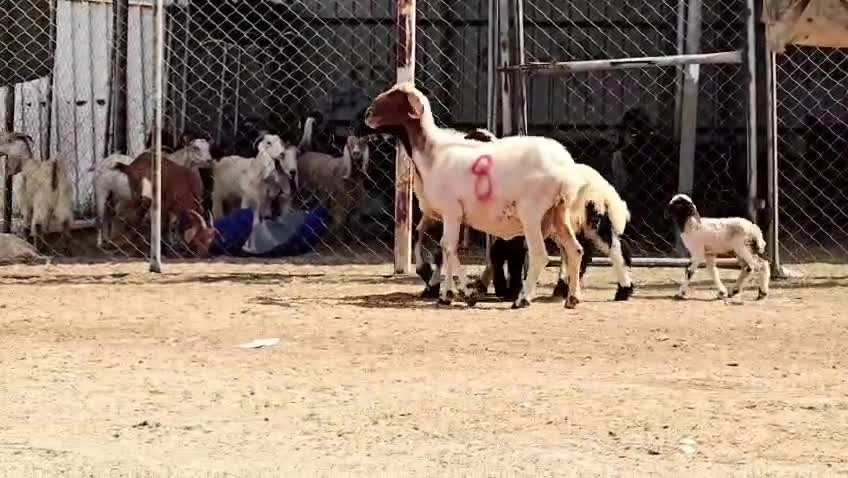 للبيع شوهات سوريه وليد - 1