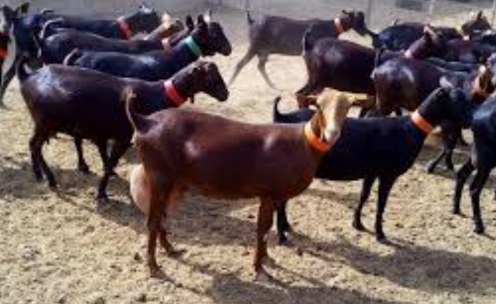 مطلوب معزه اسبانيات طيبه - 1