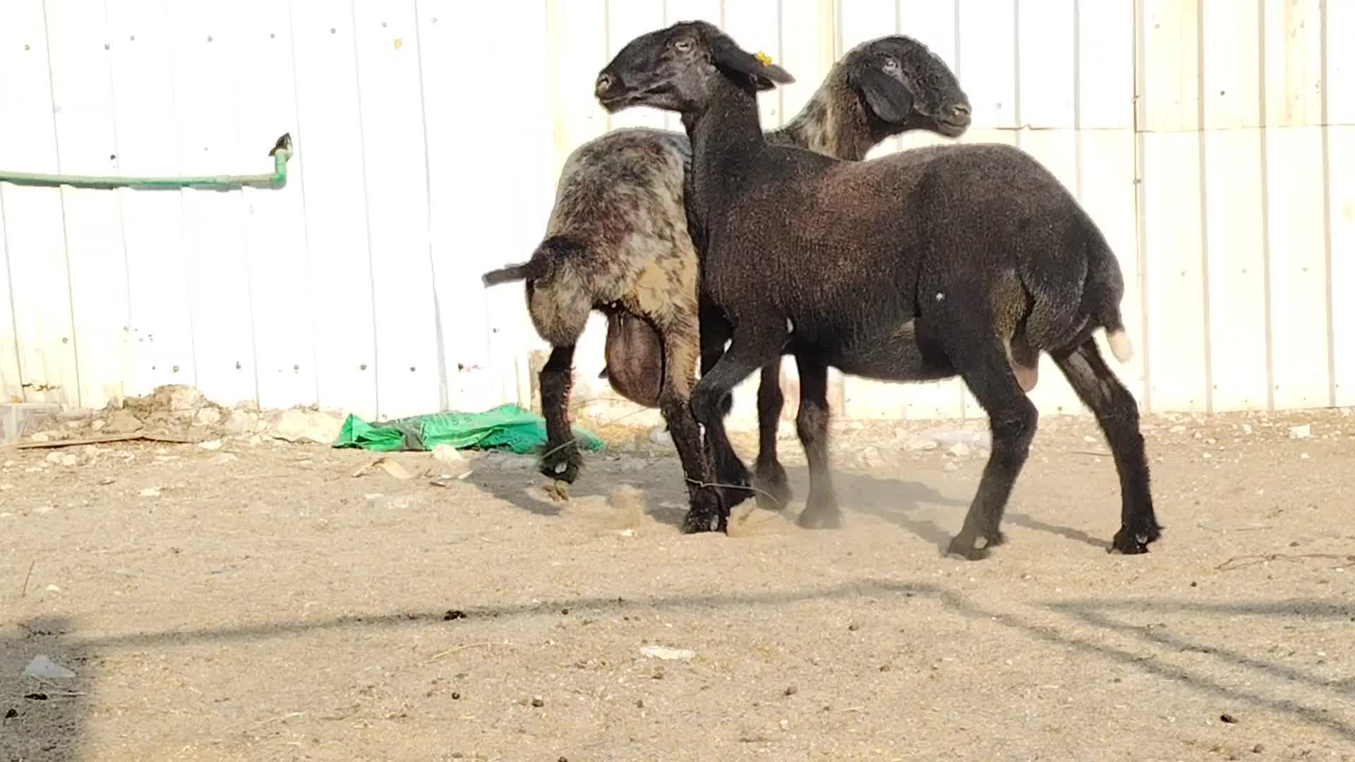 للبيع شويهات عرب دفيع طيبه - 1