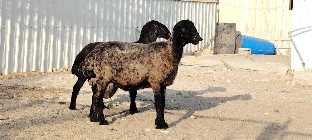 للبيع شويهات عرب دفيع طيبه - 4