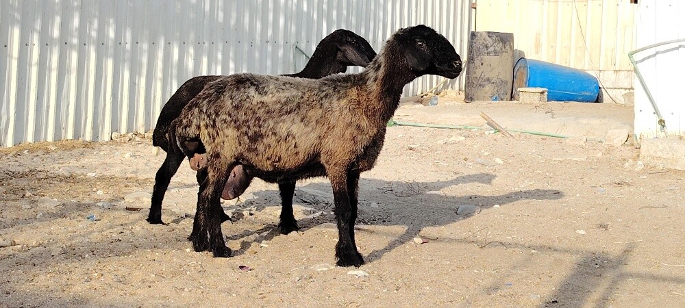 للبيع شويهات عرب دفيع طيبه - 5