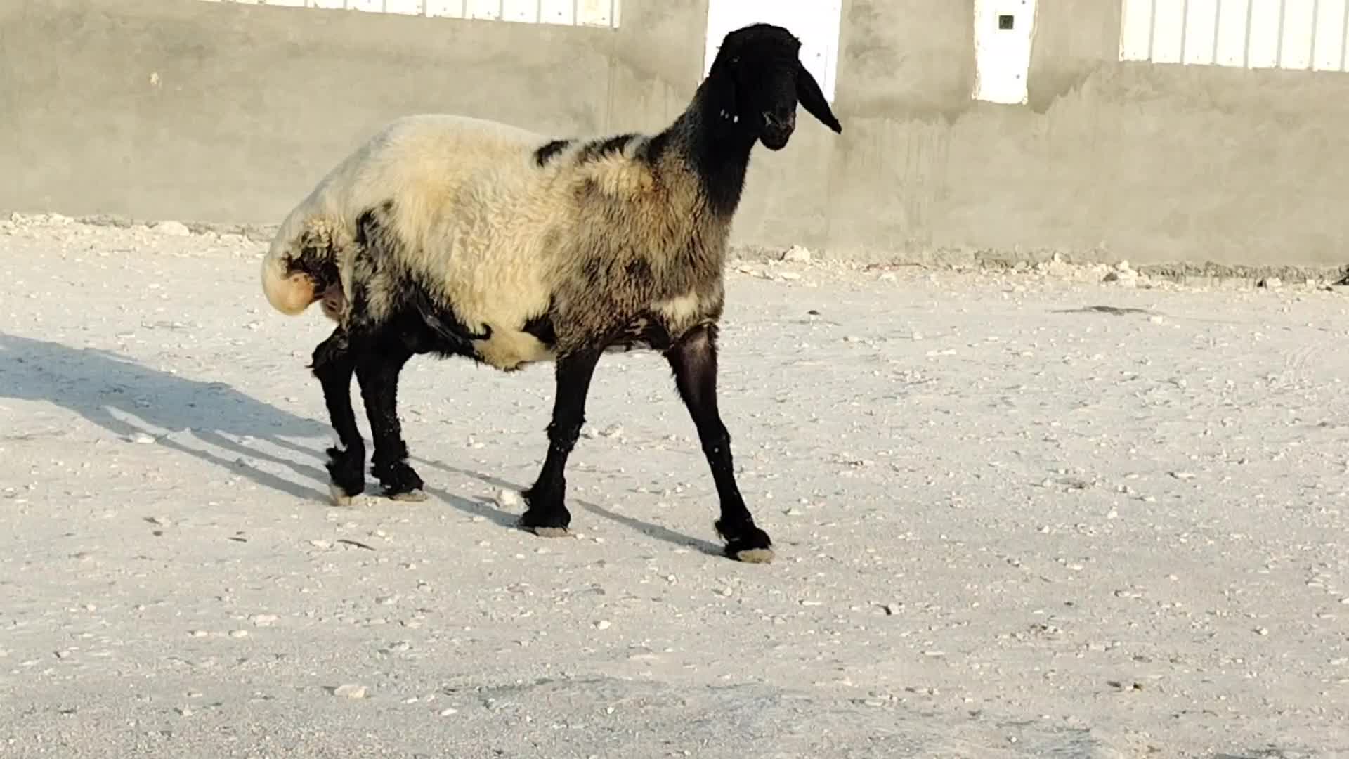 للبيع شاه سوريه درعا دفيع طيبه - 1