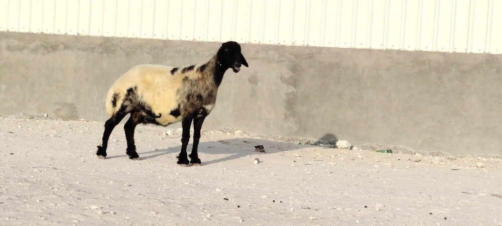 للبيع شاه سوريه درعا دفيع طيبه - 4