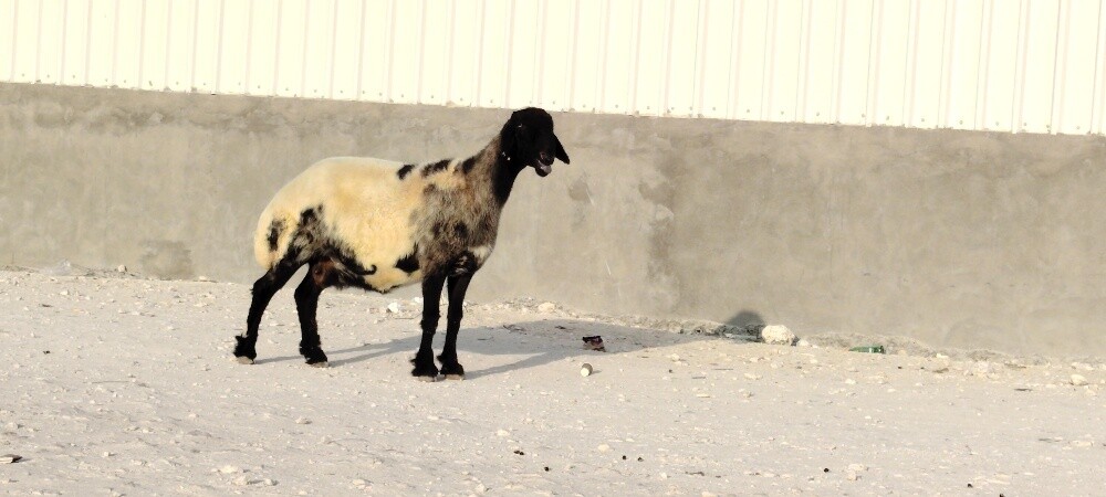 للبيع شاه سوريه درعا دفيع طيبه - 3