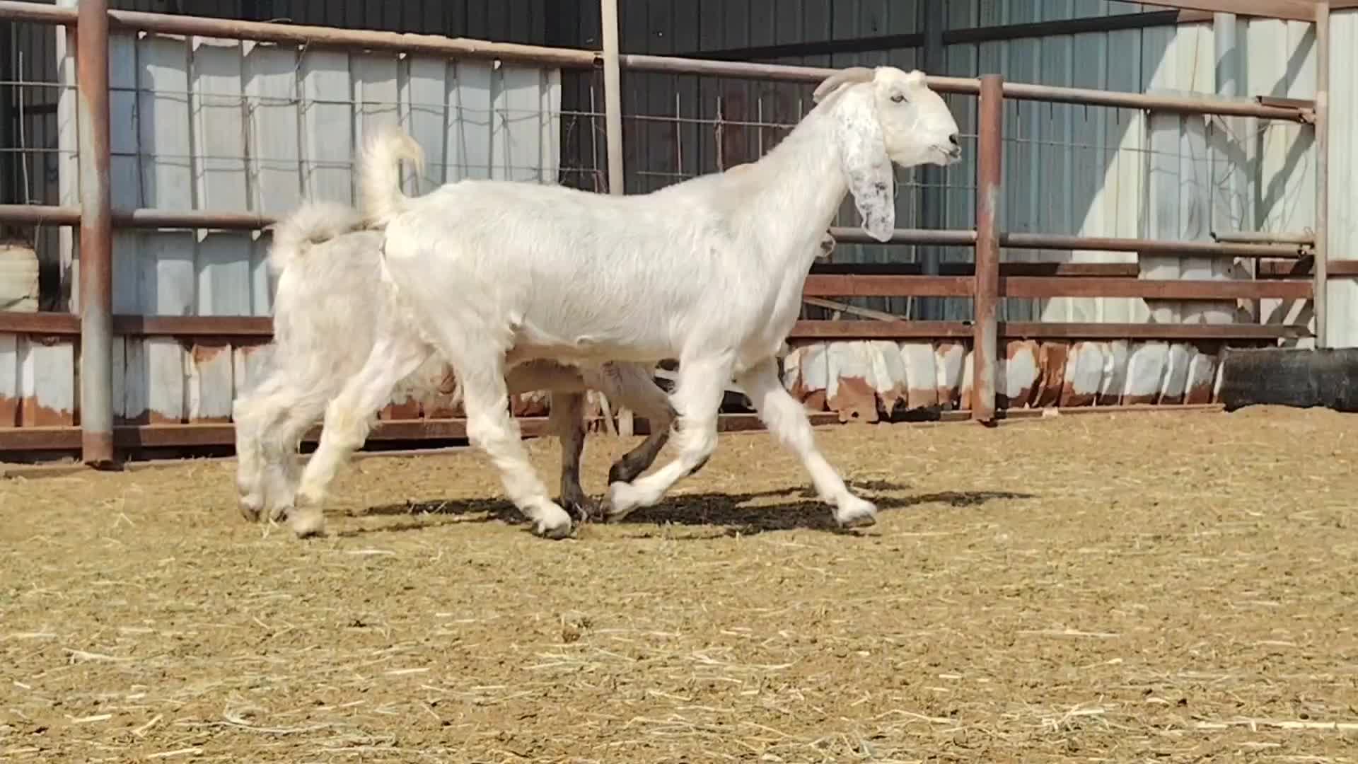 للبيع معزه مشاريك دفيع شرط سونار - 3