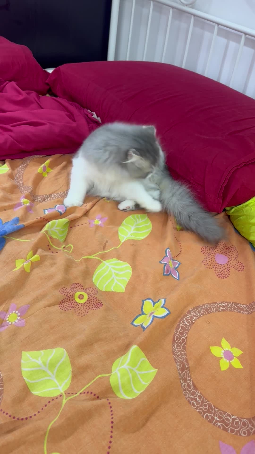 cat - 4