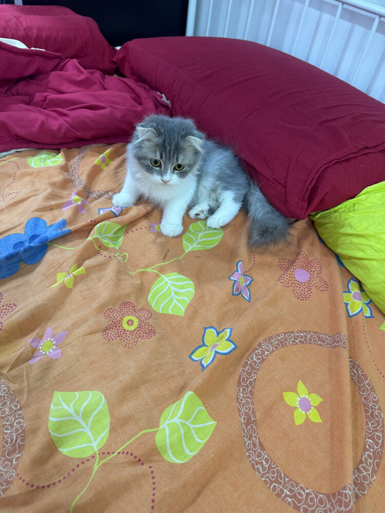cat - 2