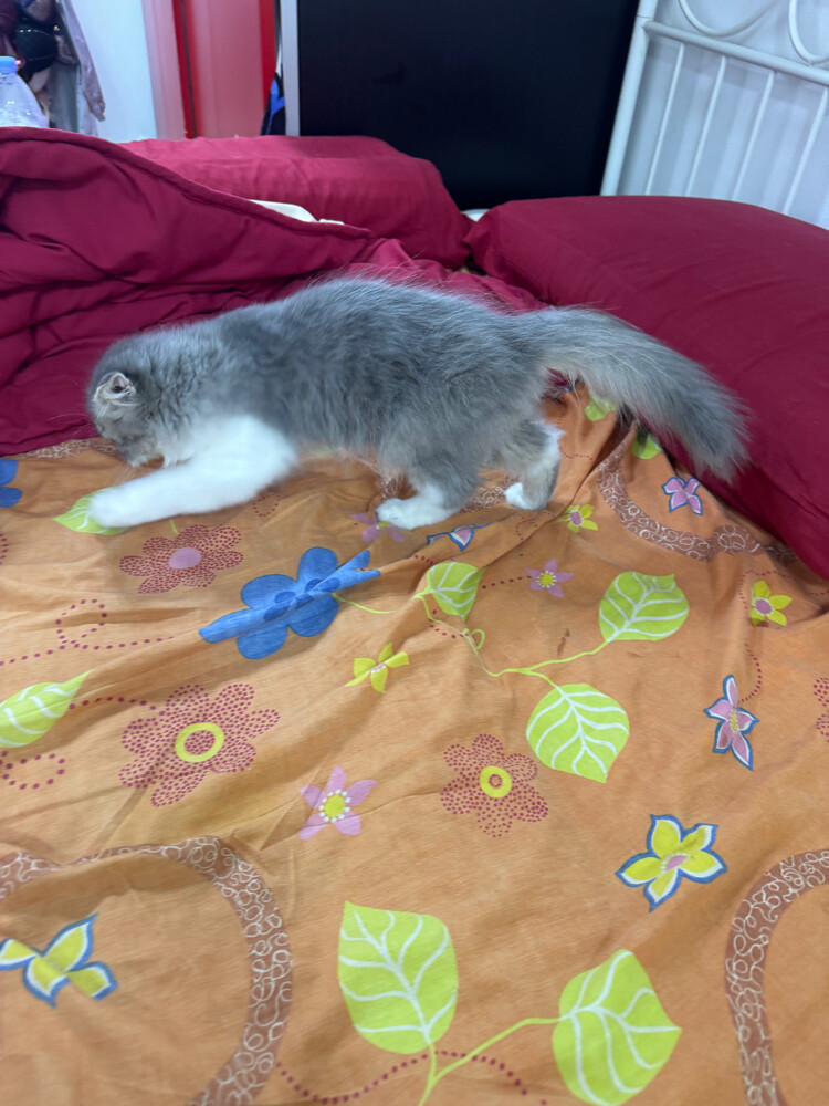 cat - 3
