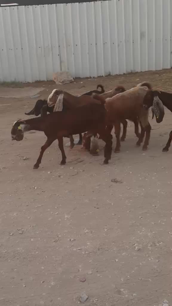 للبيع جمد طيب - 1