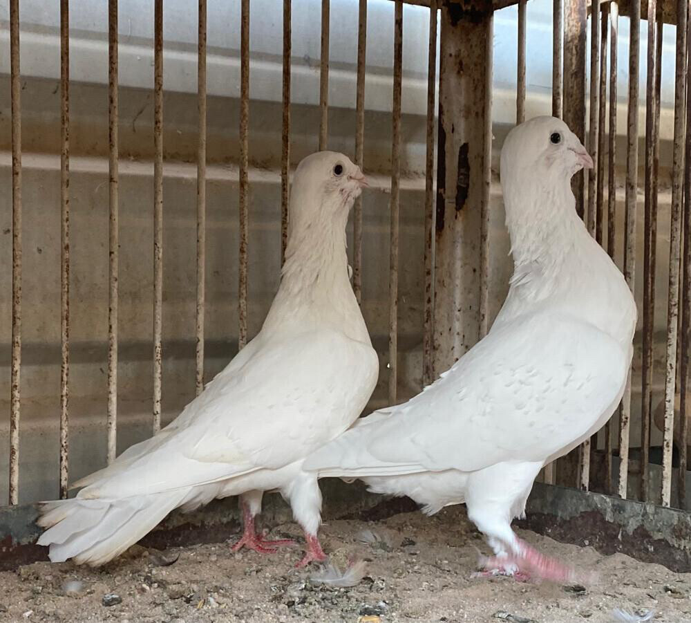  زوج ريحاني ابيض - 3