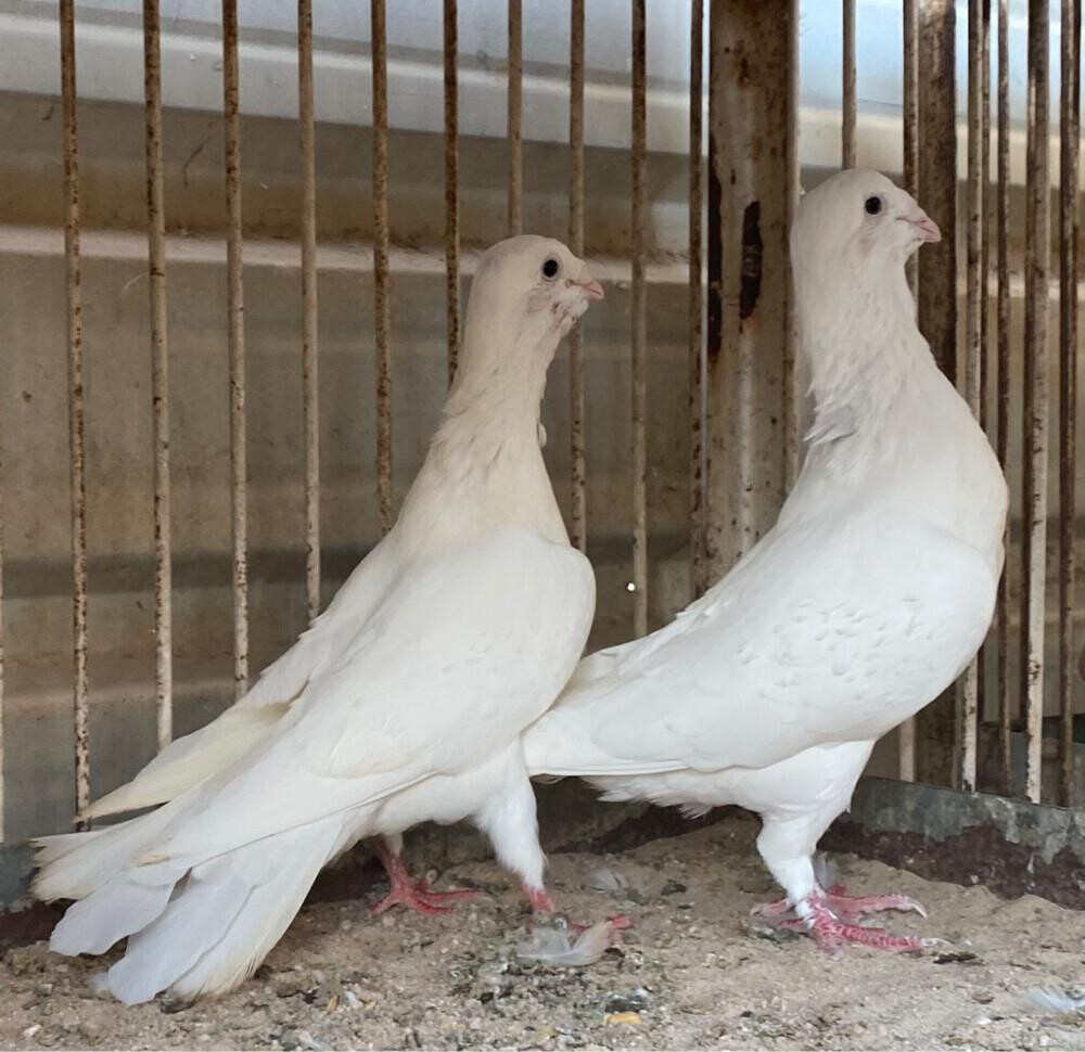  زوج ريحاني ابيض - 2