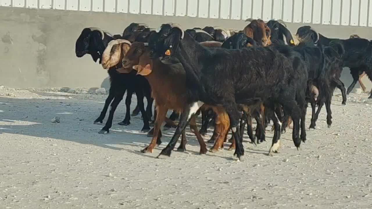 للبيع معزة قبرصيات مررراح واحد - 3