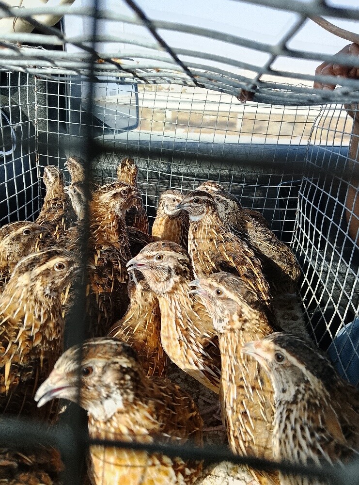 للبيع فري عادي55963257 - 2