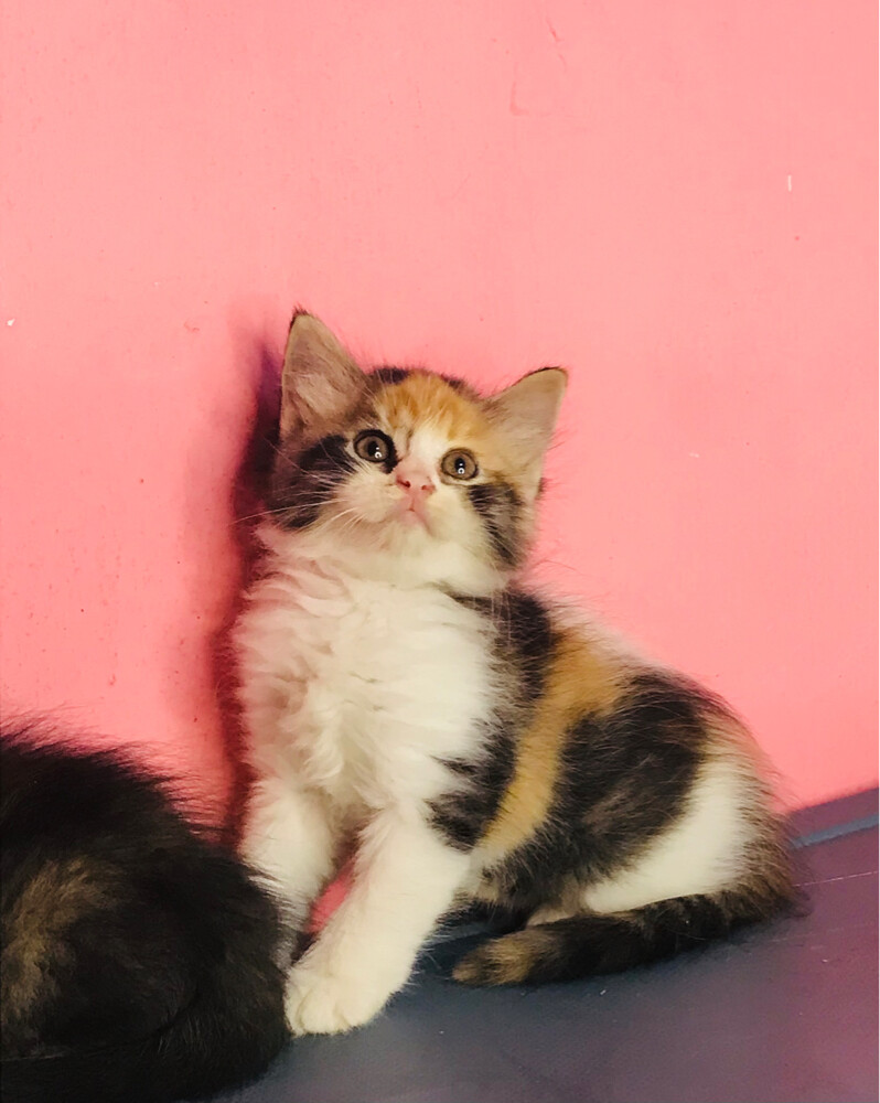 Scottish tabby  - 3
