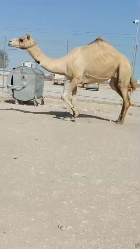 سودانيه مدني طيبه - 1