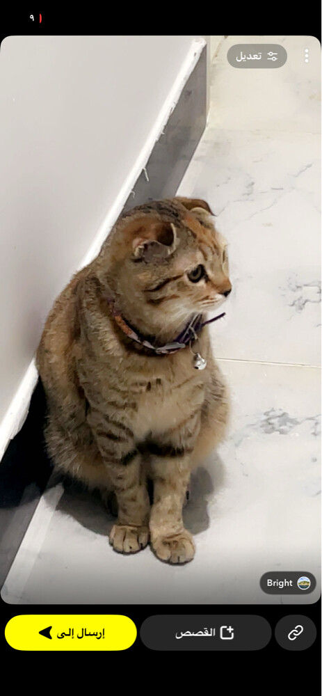 سكواش - 1
