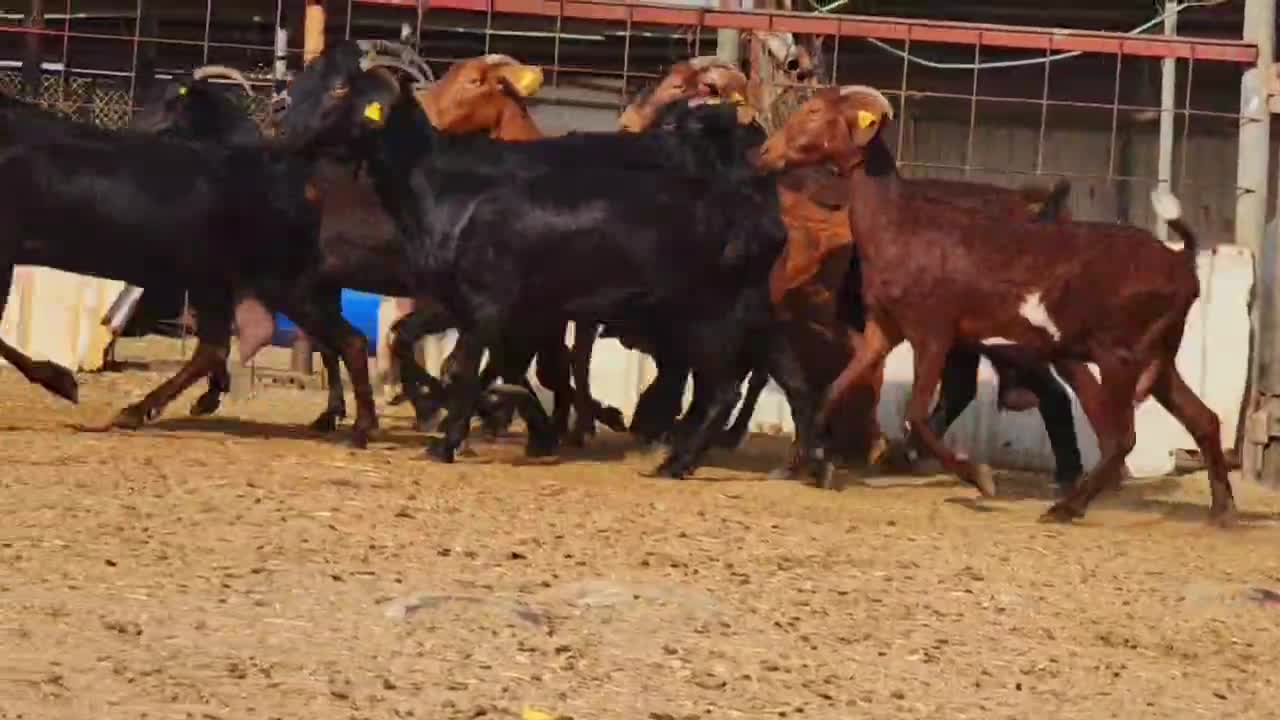 معزه اسباينات طيبه - 1