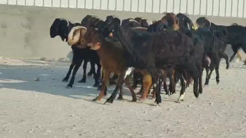 للبيع معزا قبرصيات دفيع - 1