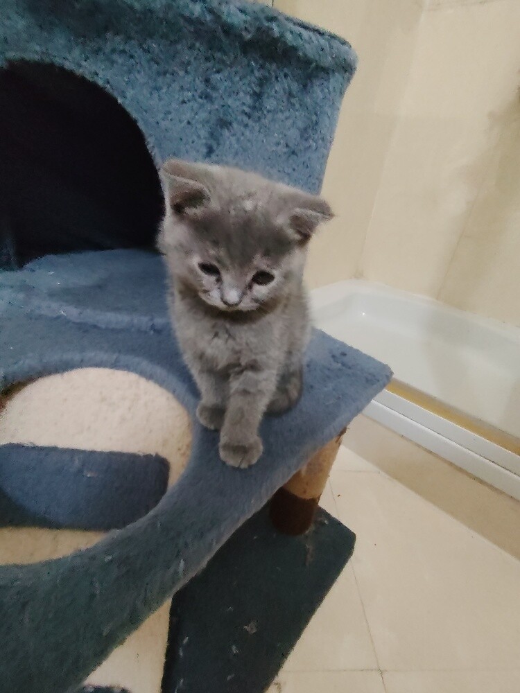 Scottish fold kittens - 11